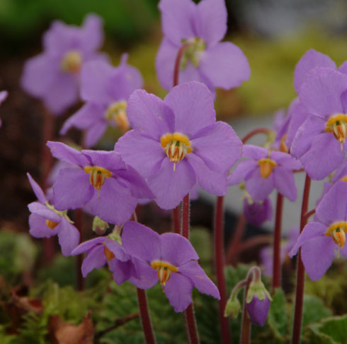 Violet open faced flowers in spring