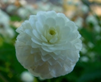 Ranunculus aconitifolius Flore Pleno