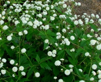 Ranunculus aconitifolius Flore Pleno