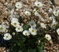Glistening white bowl like flowers