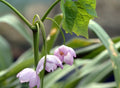 Pendulous pink flowers in early spring