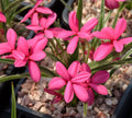 Rich cerise red flowers in masses