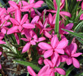 Strong pink flowers in abundance