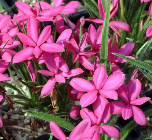 Strong pink flowers in abundance
