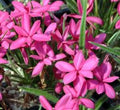 Rhodohypoxis collections