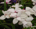 Big white flowers