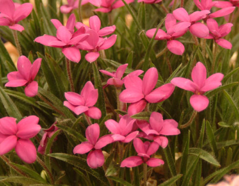Strong pink flowered species