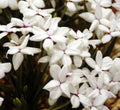 Big clean white flowers