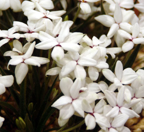 Big clean white flowers