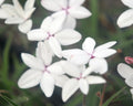 Rhodohypoxis Annelies