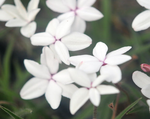 Rhodohypoxis Annelies