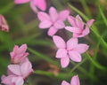 Rhodohypoxis Jeanette