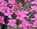 Rhodohypoxis Rosy Wonder