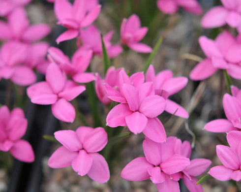 Rhodohypoxis Rosy Wonder