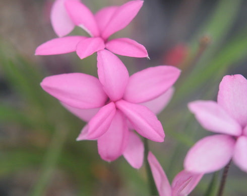 X Rhodoxis Scorpio
