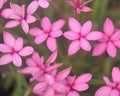 Rhodohypoxis Starlet