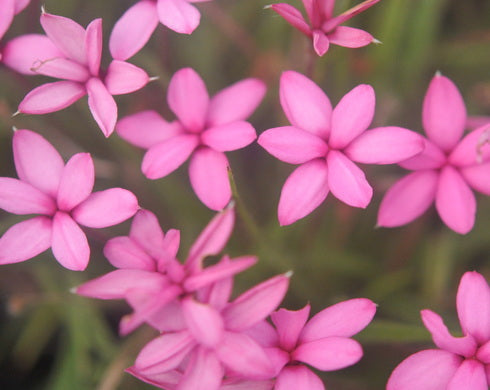 Rhodohypoxis Starlet