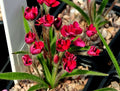 Deepest red semi double flowers