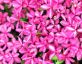 Two tone pink and white flowers