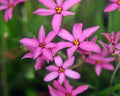 X Rhodoxis Garden Picture