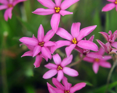 X Rhodoxis Garden Picture