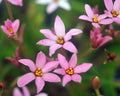 X Rhodoxis Hebron Farm Pink