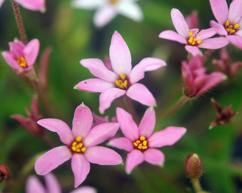X Rhodoxis Hebron Farm Pink