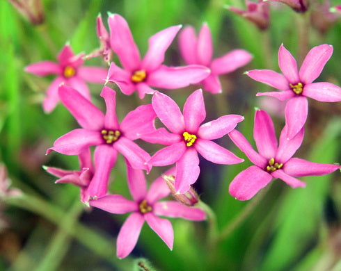 X Rhodoxis Osco Chang