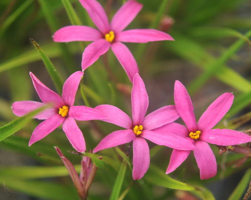 X Rhodoxis Red Flyer