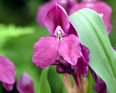 Big purplish flowers