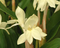 Big creamy-yellow flowers