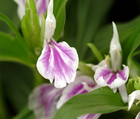 Roscoea purpurea Wisley Amethyst