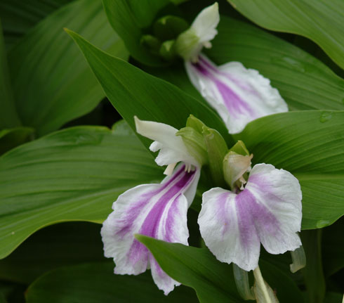Roscoea purpurea Alba