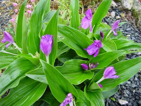 Roscoea australis