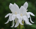 Cleanest white orchid-like flowers in spring