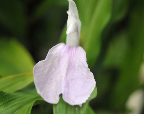 Pale purple orchid-like flowers in summer