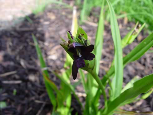 Deepest purple orchid like flowers