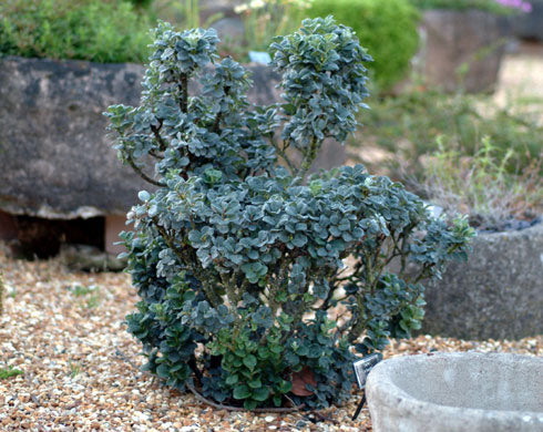 Blueish foliage on compact stems.