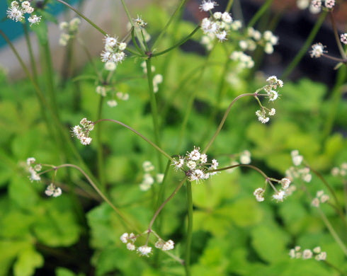 Sanicula europaea
