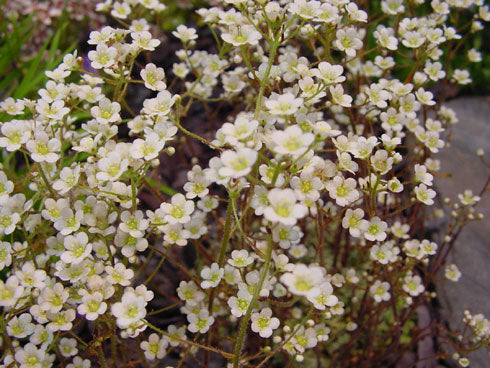 Saxifraga Whitehill