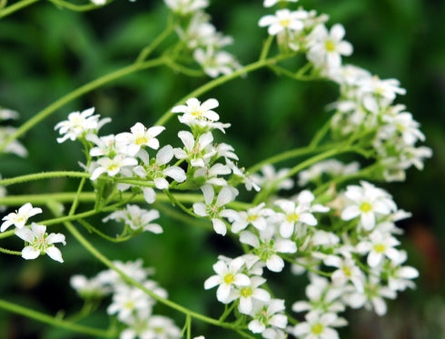 Saxifraga Silver Maid
