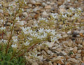 Saxifraga Symons Jeunei