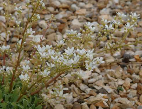 Saxifraga Symons Jeunei