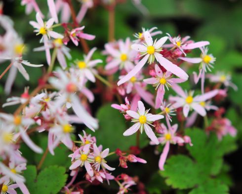 Pale pink flowers and bronze foliage