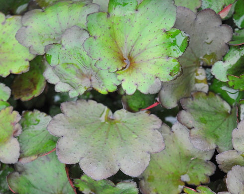 Saxifraga fortunei Benimine