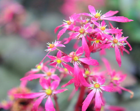 Saxifraga fortunei Benimine