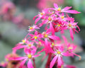 Saxifraga fortunei Benimine