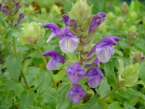 Scutellaria alpina
