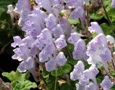 Lavender tubular flowers in spikes over sage green foliage.