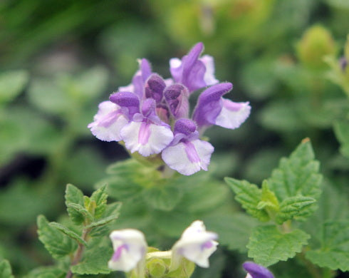 Scutellaria alpina Arcobaleno